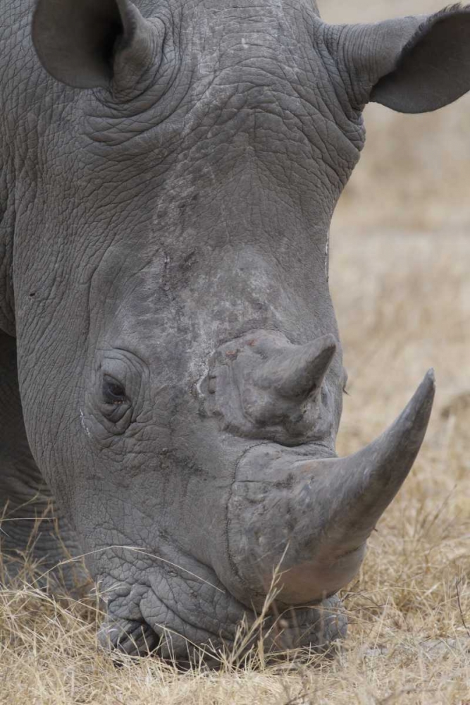 Africa, South Africa Close-up of rhino head